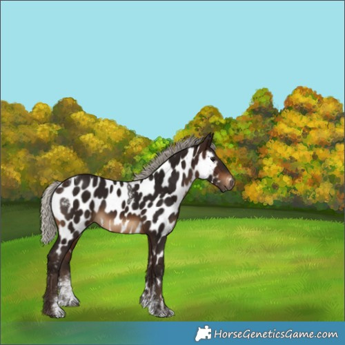 Horse Color:Powder White Gray Silver Bay Near Leopard 