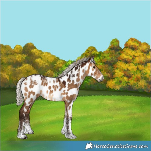 Horse Color:Powder White Gray Silver Bay Dun Near Leopard