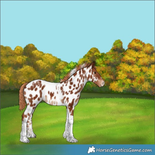 Horse Color:Powder White Chestnut Tobiano Near Leopard 