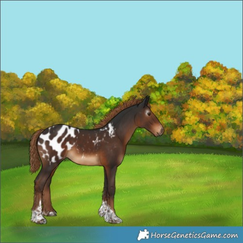Horse Color:Gray Liver Chestnut Tobiano Blanket 