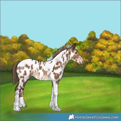 Horse Color:Powder White Gray Liver Red Dun Tobiano Near Leopard