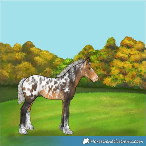 Horse Color:Powder White Silver Buckskin Blanket 