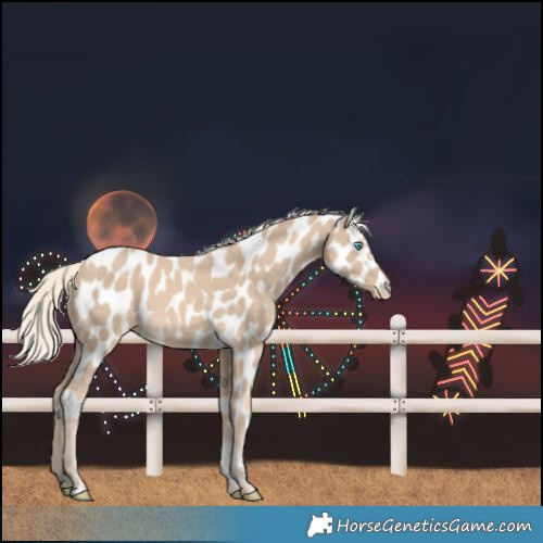 Horse Color:Cremello Near Leopard 