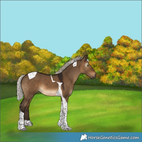 Horse Color:Gray Silver Bay Dun Tobiano 