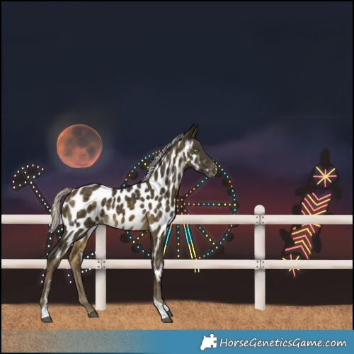 Horse Color:Silver Buckskin Tobiano Near Leopard 