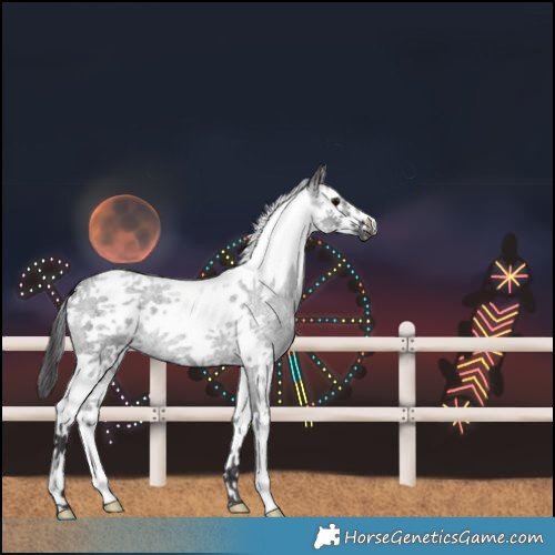 Horse Color:Smoky Blue Roan Splash Tobiano Frame
