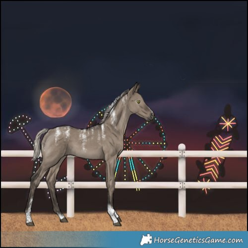 Horse Color:Powder White Gray Silver Grullo Tobiano