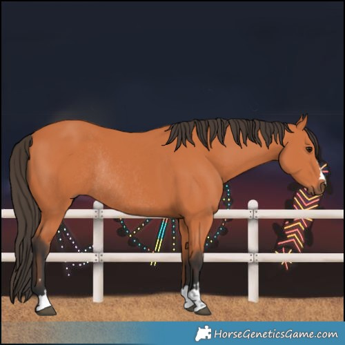 Horse Color:Bay Rabicano