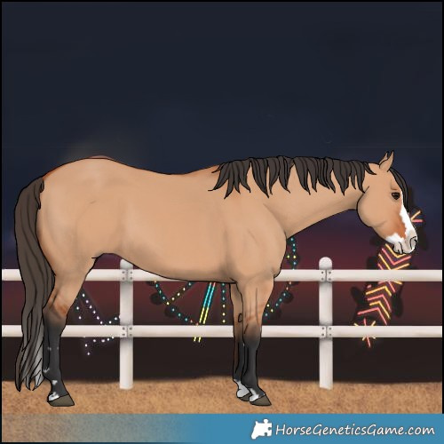 Horse Color:Bay Dun Splash