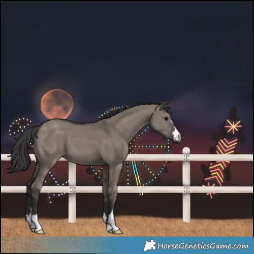 Horse Color:Grullo 
