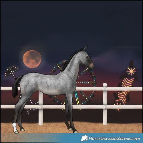 Horse Color:Gray Brown Roan