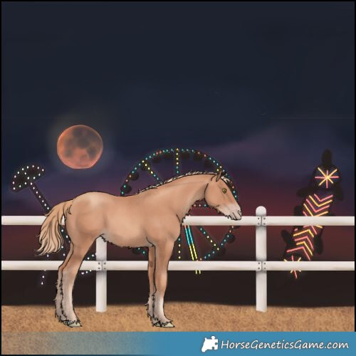 Horse Color:Gold Champagne