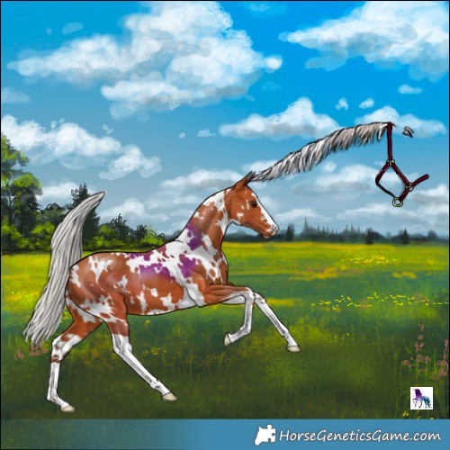 Horse Color:White Spotted Silver Bay 