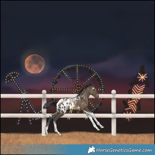 Horse Color:Powder White Gray Brown Dun Merle Tobiano Skewed LP Spotted