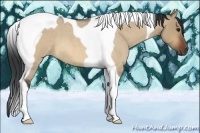 Horse Color:Bay Roan Dun Tobiano