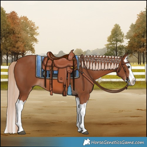 Horse Color:Chestnut Splash