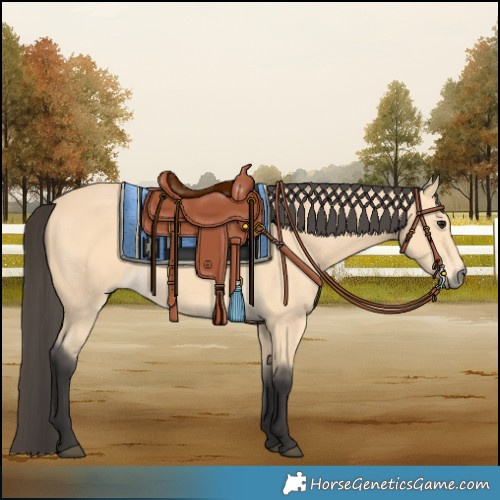 Horse Color:Buckskin 