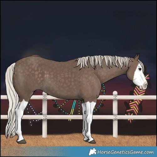 Horse Color:Silver Black Splash 