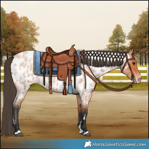 Horse Color:Bay Roan Near Leopard