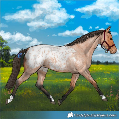 Horse Color:Bay Roan Blanket 