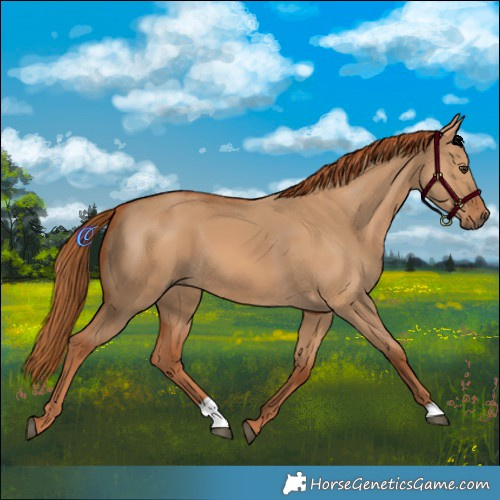Horse Color:Red Dun