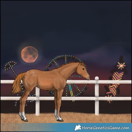 Horse Color:Chestnut Tobiano