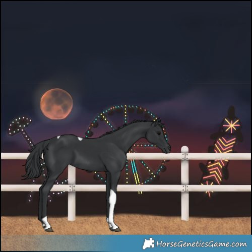Horse Color:Black Tobiano