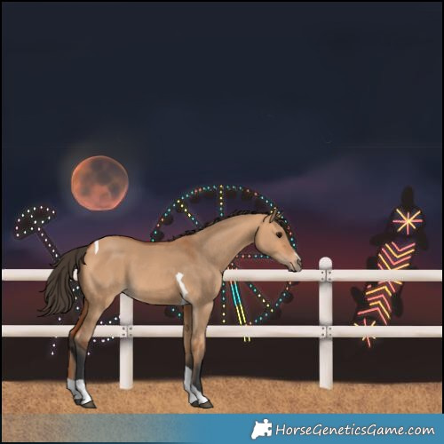 Horse Color:Bay Dun Tobiano