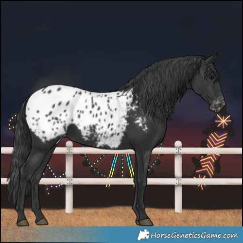 Horse Color:Black Blanket 