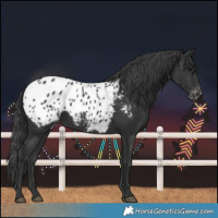 Horse Color:Black Blanket