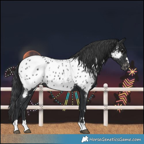 Horse Color:Black Near Leopard 