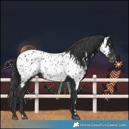 Horse Color:Black Near Leopard 
