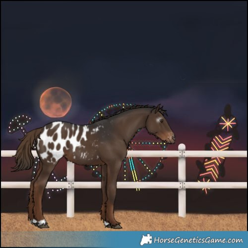 Horse Color:Gray Liver Chestnut Blanket