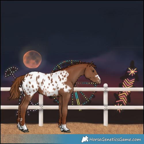 Horse Color:Chestnut Blanket 