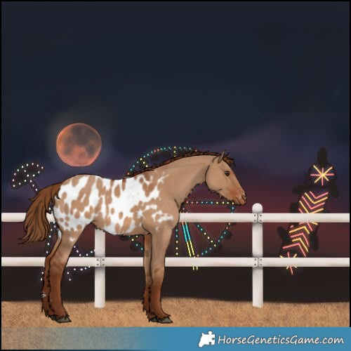 Horse Color:Red Dun Near Leopard 
