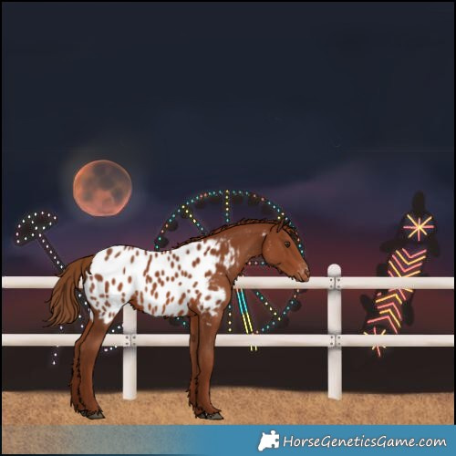 Horse Color:Chestnut Near Leopard