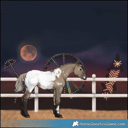 Horse Color:Gray White Spotted Silver Grullo Snowcap