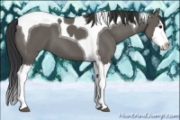 Horse Color:Grullo Splash Tobiano