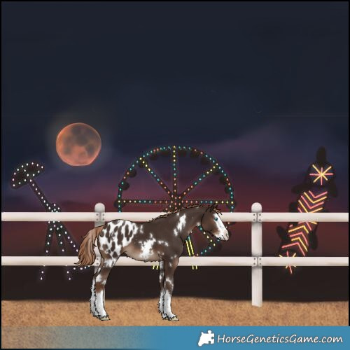 Horse Color:White Spotted Liver Chestnut Splash Blanket 