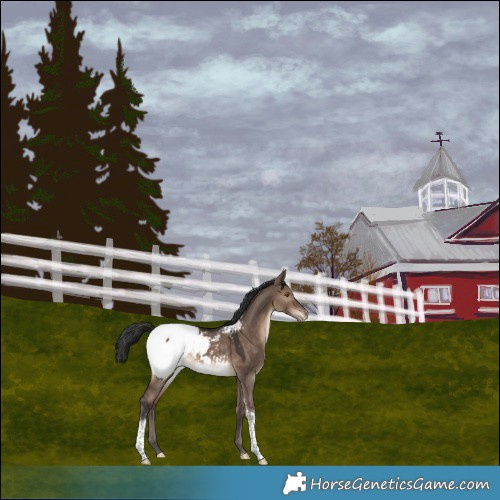 Horse Color:Brown Dun Tobiano Snowcap Rabicano 