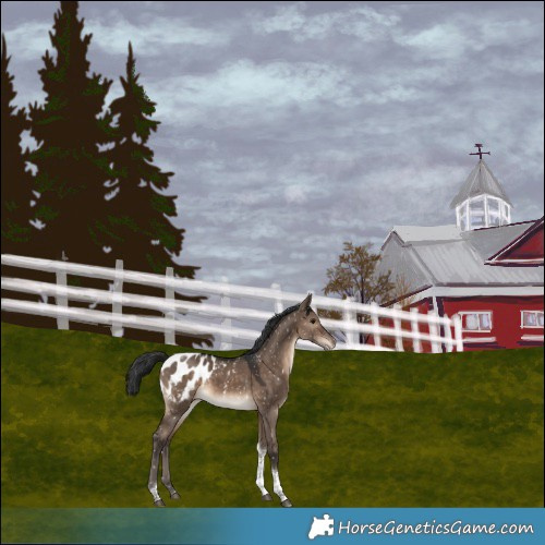 Horse Color:Brown Dun Tobiano Blanket Rabicano