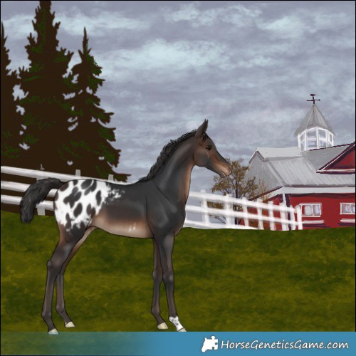 Horse Color:Brown Blanket 