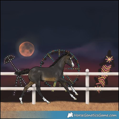 Horse Color:Buckskin 