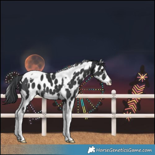 Horse Color:Black Tobiano Frame Leopard 