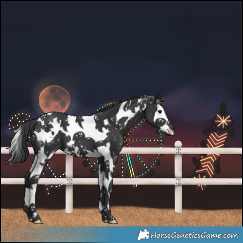 Horse Color:White Spotted Black Splash Tobiano