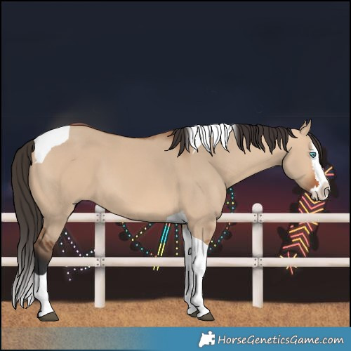 Horse Color:Bay Dun Splash Tobiano