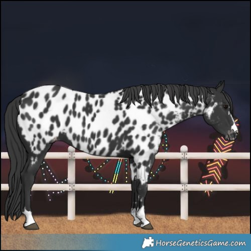 Horse Color:Black Near Leopard 