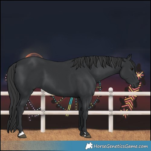 Horse Color:Black 
