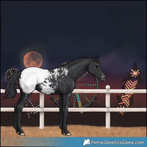 Horse Color:Black Snowcap