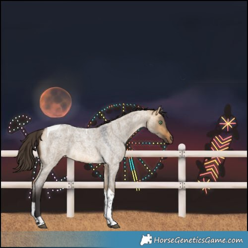 Horse Color:Buckskin Roan Dun Tobiano 